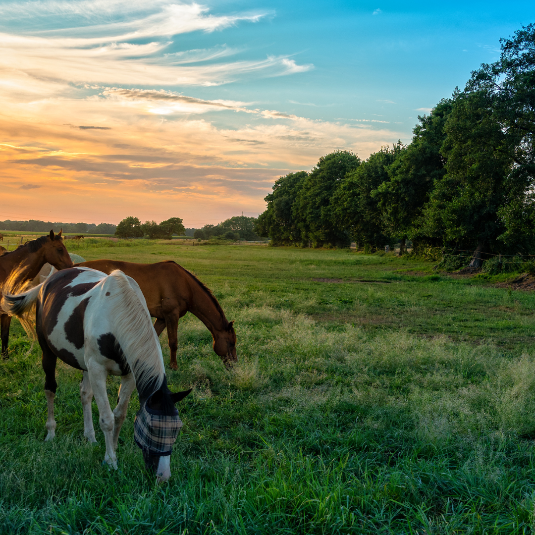Horses Grazing in Field